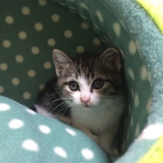ちびちびにゃんこ