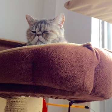 キャットタワー