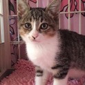 短足なアキオちゃん♂11/22、23、28譲渡会