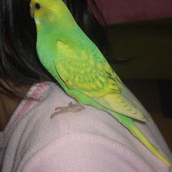 はじめまして、ふくちゃんです☆