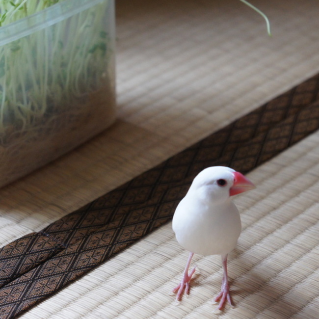 コロクイのカバー写真