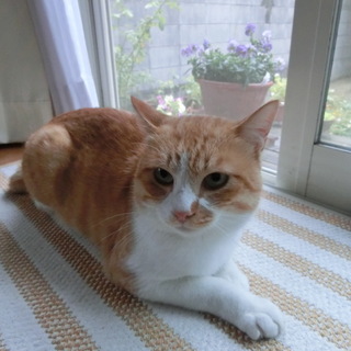 愛嬌のある可愛い茶白のにゃんこです