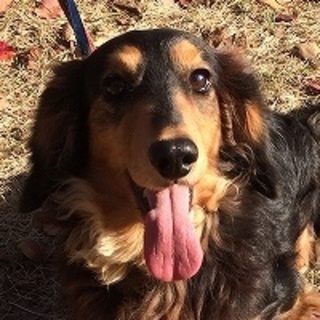 元気で人懐っこいダックス★ご家族募集します！