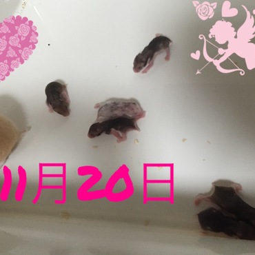 の写真