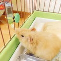 可愛いチビモルモットの親子