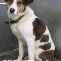 愛媛県動物愛護センターに収容されています！