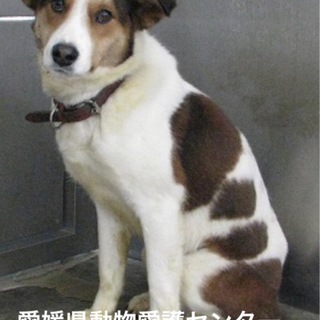 愛媛県動物愛護センターに収容されています！