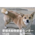愛媛県動物愛護センターに収容されています！