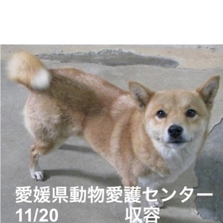 愛媛県動物愛護センターに収容されています！