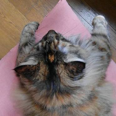 sarahを上から見ると？