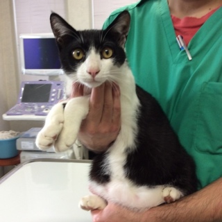 タキシード猫くん