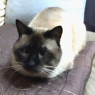7歳のシャム風の猫ちゃんです。