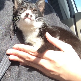 生後1.5ヶ月メス猫  白黒はちわれ 