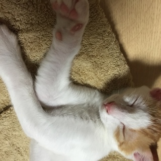 可愛い良い子たち