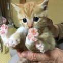 可愛い茶白の男の子
