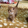 可愛い茶白の男の子 サムネイル5