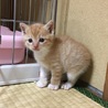 可愛い茶白の男の子 サムネイル6