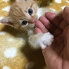 可愛い茶白の男の子 サムネイル7