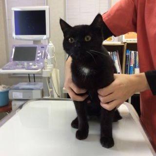 胸に一つ星の黒猫くん