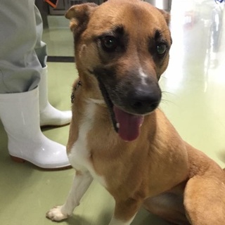 元気な女の子！人懐こいです！