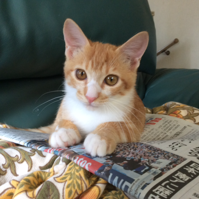 ジーナマムのカバー写真