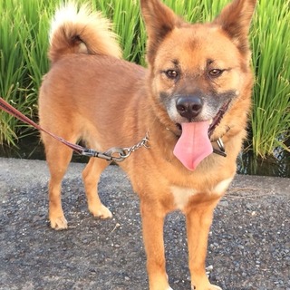 人懐こく優しいトッポ君