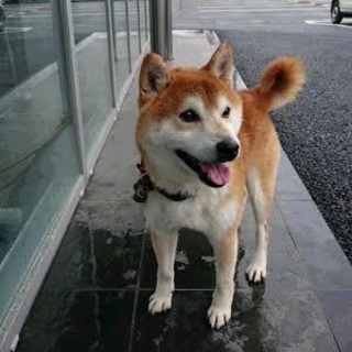 人懐こいイケワンゆたか君♪