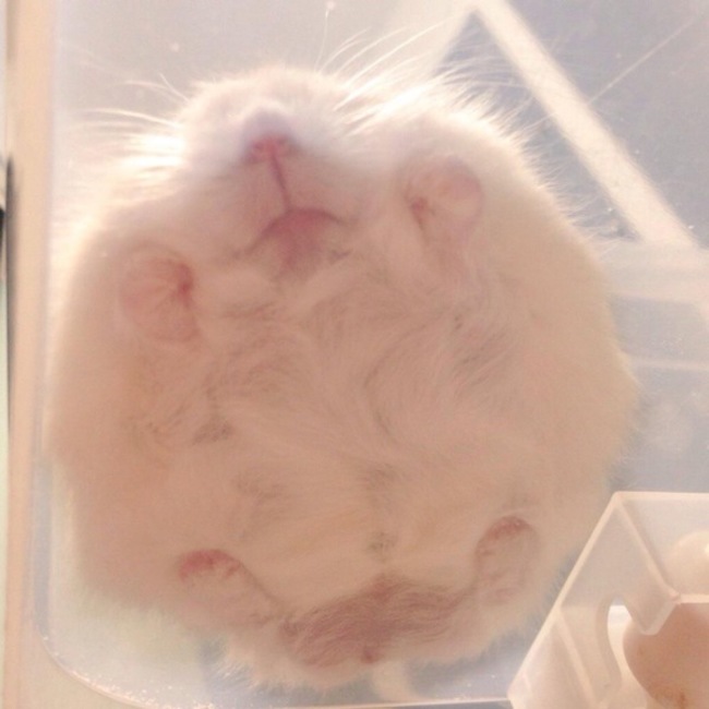 ぽぽぷのカバー写真