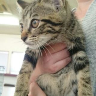 アメショ風イケメン　がじゃまる♂