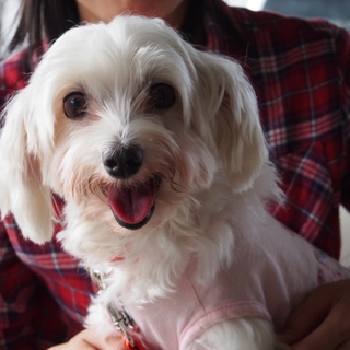 人大好き♪甘えたマルチーズのとろろ里親様募集♪