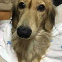 ハル
