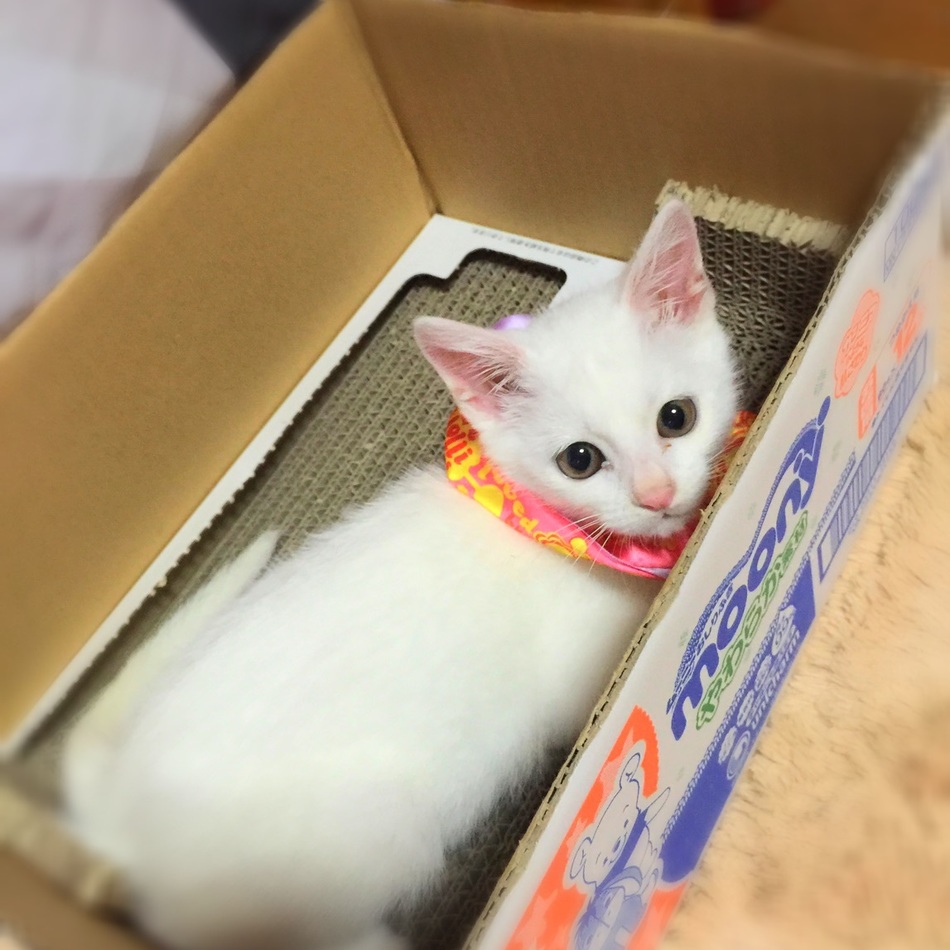 もちのカバー写真