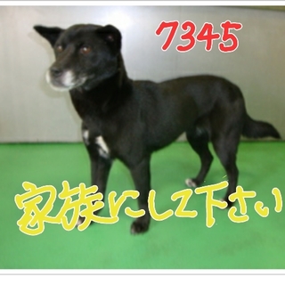 お問い合わせがありません性格のいい大人しい仔