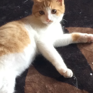 超甘えん坊の茶トラ白の里親募集！