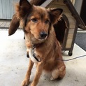 可愛い顔の雑種犬