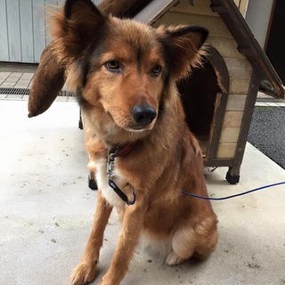 可愛い顔の雑種犬
