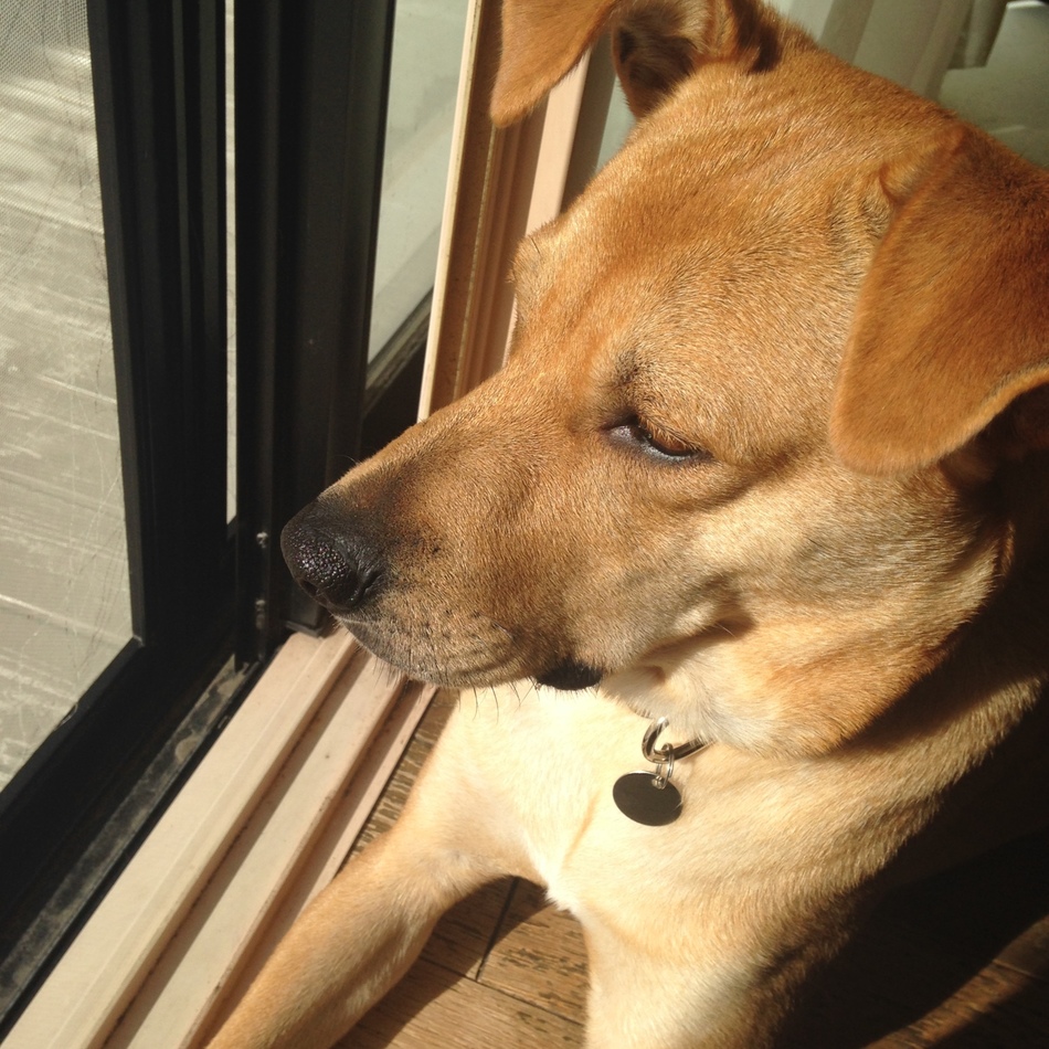 セナのカバー写真