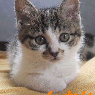 八王子市周辺で募集中　仔猫4兄妹