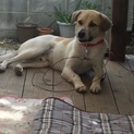 じろうちゃん 性格よいこで屋外中問わず飼いやすい