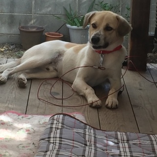 じろうちゃん 性格よいこで屋外中問わず飼いやすい