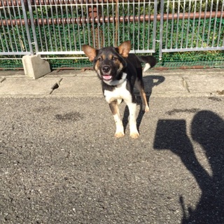 問い合わせ頂いていますリゲルくん 7カ月保留