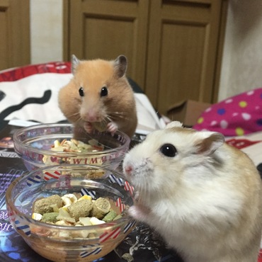 今日は仲良くお食事