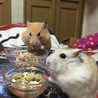 今日は仲良くお食事