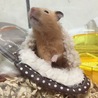 寒くなってきたのでお布団で寝てくれることも