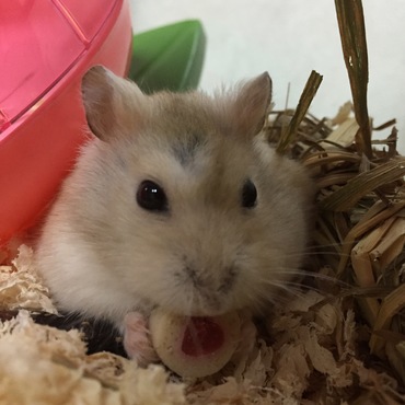 チーズがお好き