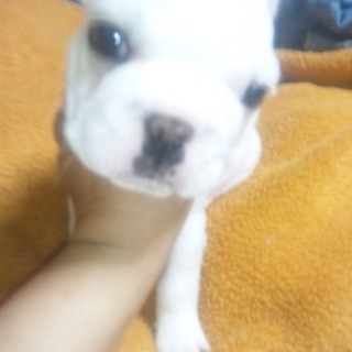 フレンチブルドックの子犬男の子