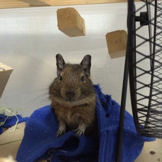 甘えん坊のデグーマウス