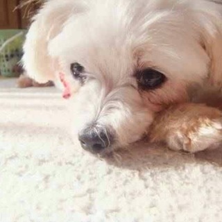 マルチーズのゆりちゃん