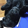 がおー