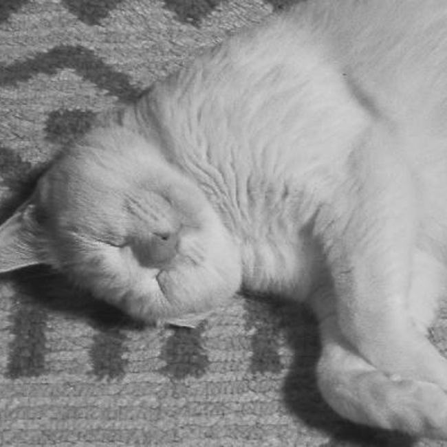 マコ猫さんのカバー写真